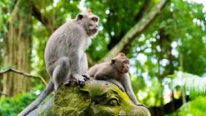 monkey-forest-ubud5-1600x900